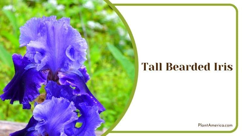 Beautiful Blue Tall Bearded Iris Plant America