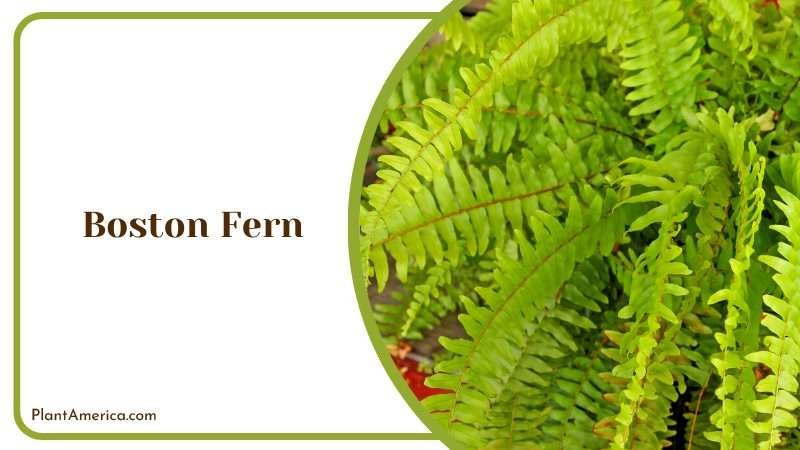 Beautiful Boston Fern in Bathroom Plant America Beautiful Boston Fern in Bathroom Plant America
