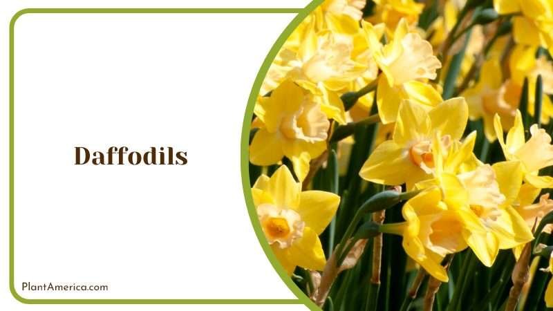 Beautiful Daffodils in Garden Plant America