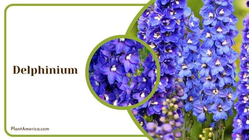 Beautiful Delphinium Blooming in Field Plant America Beautiful Delphinium Blooming in Field Plant America