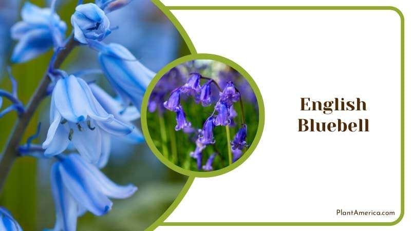 Beautiful English Bluebell Flowers Plant America Beautiful English Bluebell Flowers Plant America