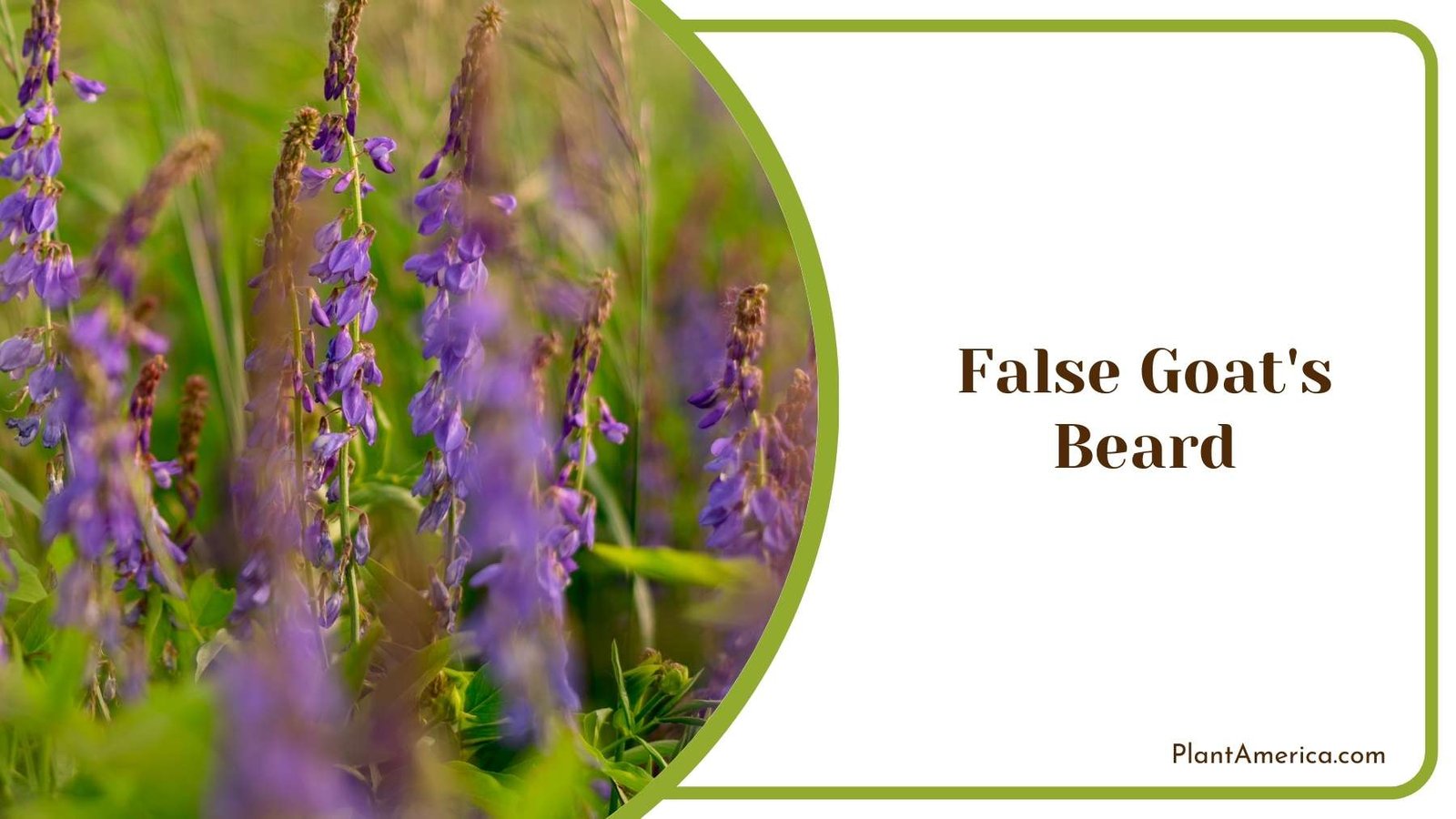 Beautiful False Goat s Beard Flower Plant America Beautiful False Goat s Beard Flower Plant America