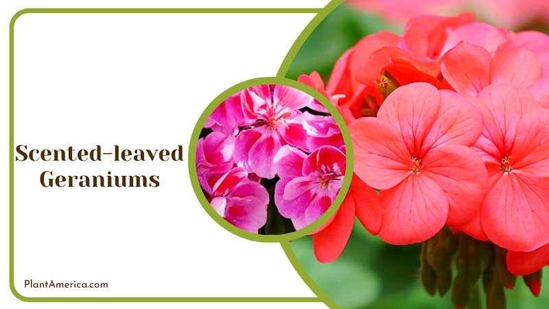 Beautiful Flowers of Geraniums PlantAmerica Beautiful Flowers of Geraniums PlantAmerica