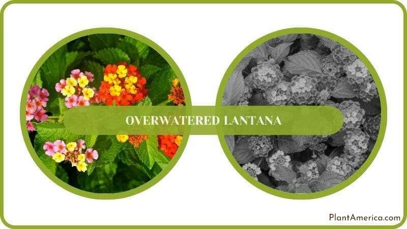 Beautiful Flowers of Lantana Camara Common Lantana Plant Plant America