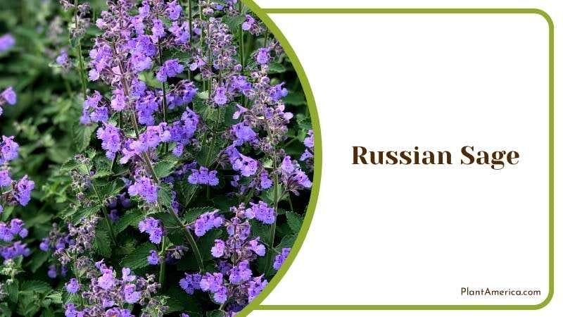 Beautiful Flowers of Russian Sage Plants Plant America
