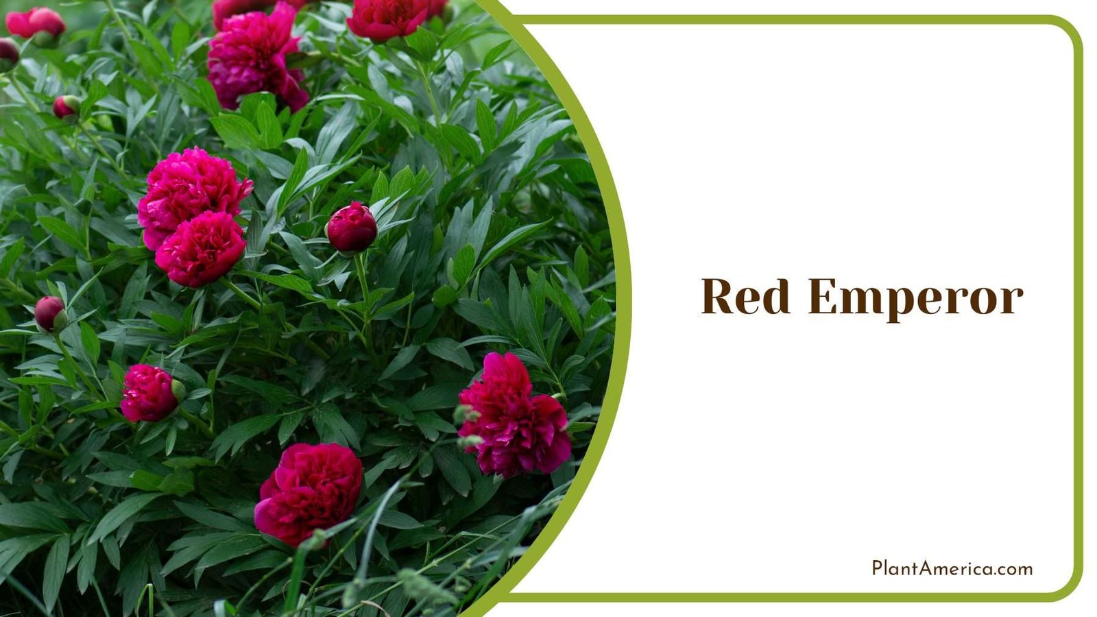 Beautiful Garden Red Emperor Plant America
