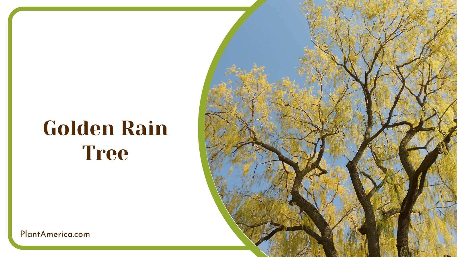 Beautiful Golden Rain Tree Plant America