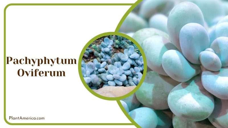 Beautiful Graptopetalum Plant America Beautiful Graptopetalum Plant America