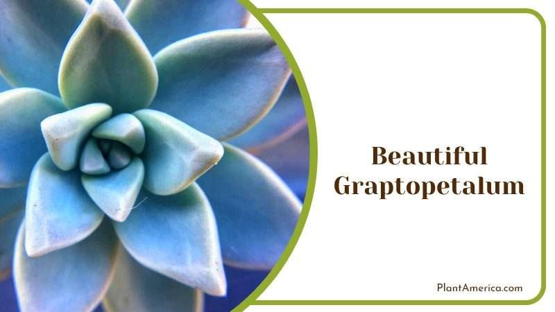 Beautiful Graptopetalum Plant Plant America Beautiful Graptopetalum Plant Plant America