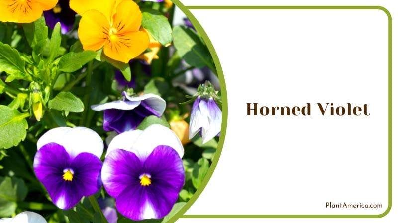 Beautiful Horn Violet in Garden Plant America Beautiful Horn Violet in Garden Plant America