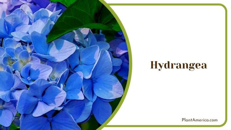 Beautiful Hydrangea Flowers Plant America 1