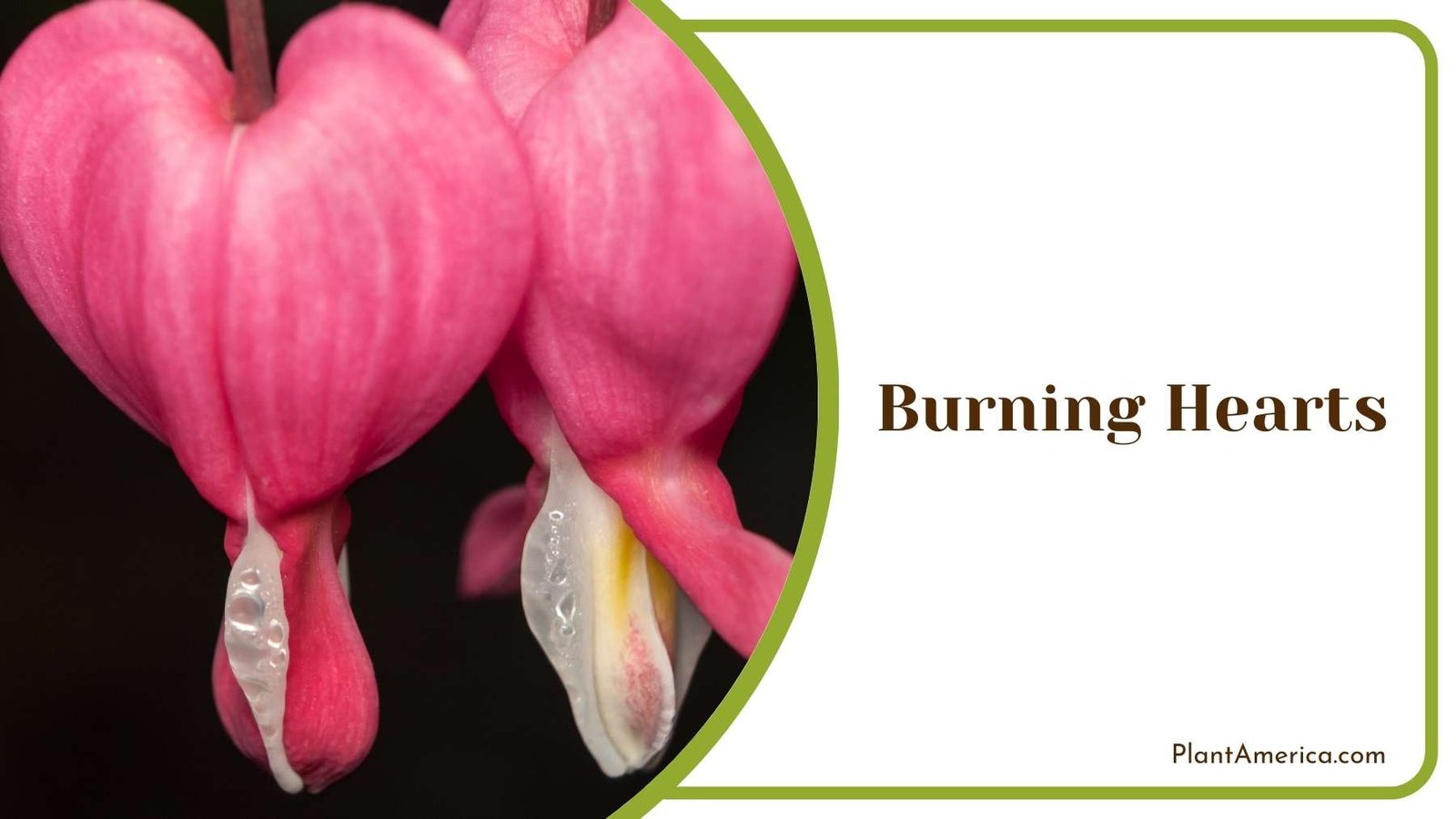 Beautiful Lamprocapnos Spectabilis Flower Plant America Beautiful Lamprocapnos Spectabilis Flower Plant America
