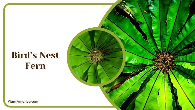 Beautiful Leaves of Birds Nest Fern Plant America Beautiful Leaves of Birds Nest Fern Plant America
