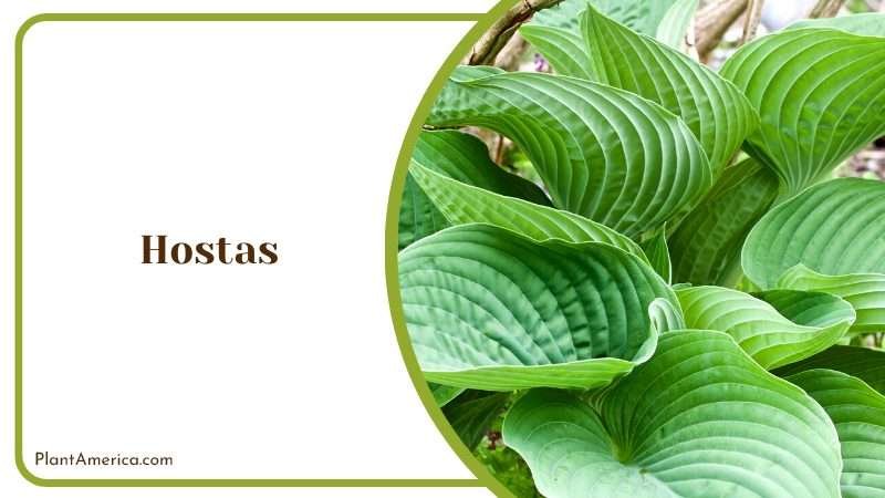Beautiful Leaves of Hostas Plant America