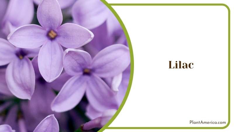 Beautiful Lilac on Nature Plant America