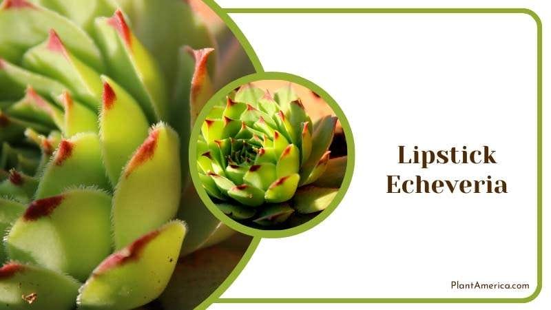 Beautiful Lipstick Echeveria Plant America