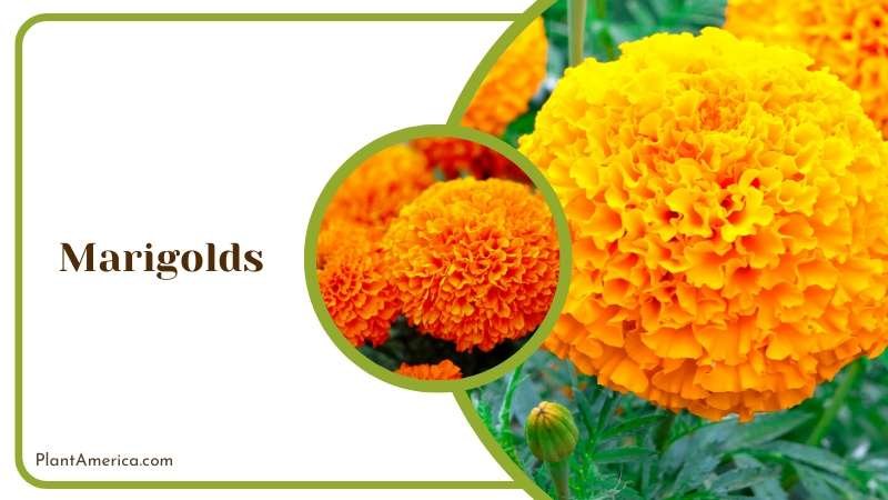 Beautiful Marigolds in Garden Plant America
