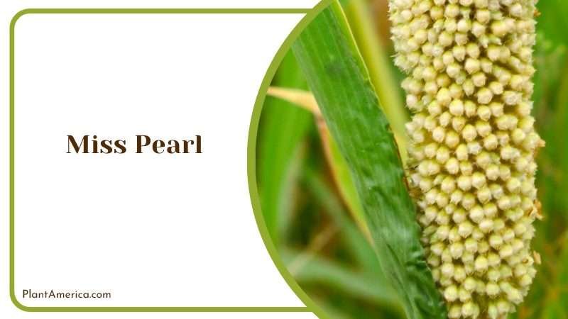 Beautiful Miss Pearl Hydrangea Plant America