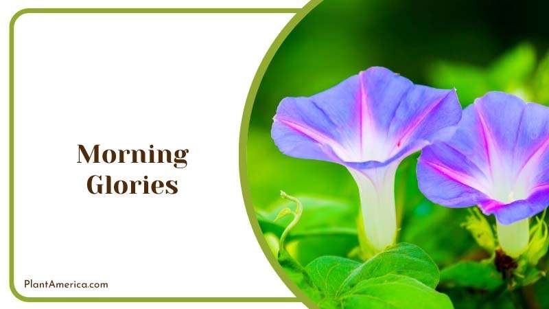Beautiful Morning Glories Plant America Beautiful Morning Glories Plant America