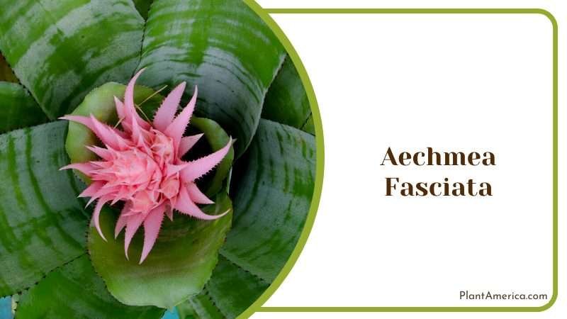 Beautiful Pink Flower of Aechmea Fasciata Plant America