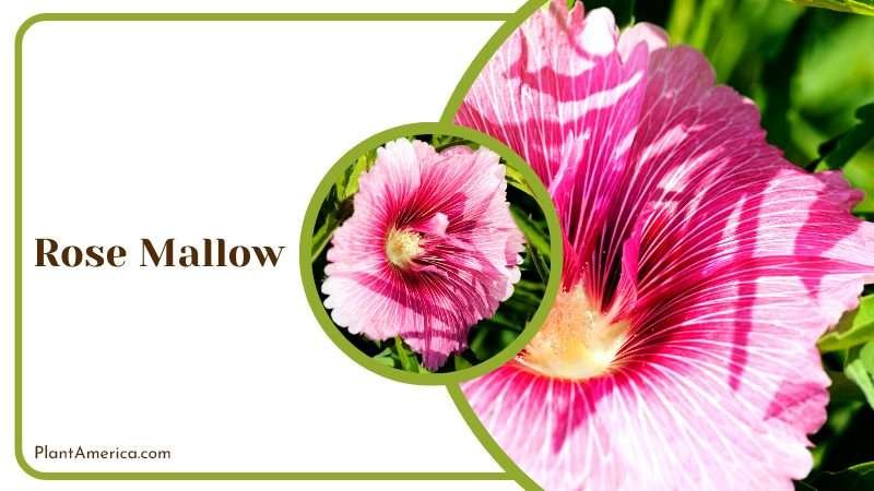 Beautiful Pink Rose Mallow Flower PlantAmerica