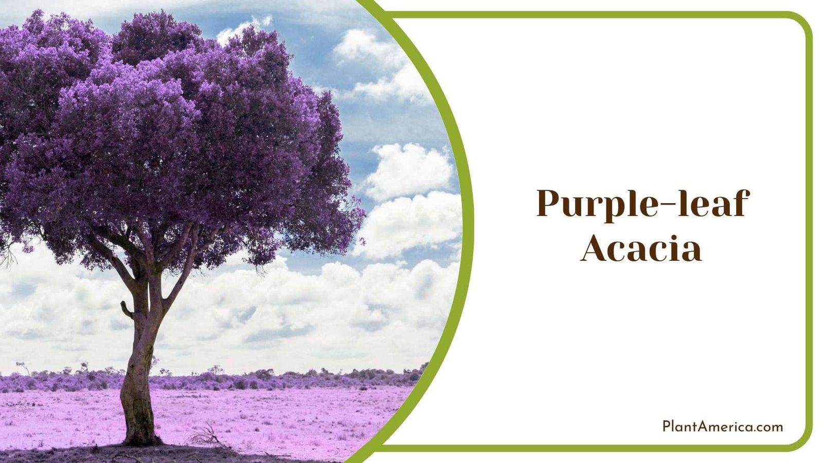Beautiful Purple leaf Acacia Plant America