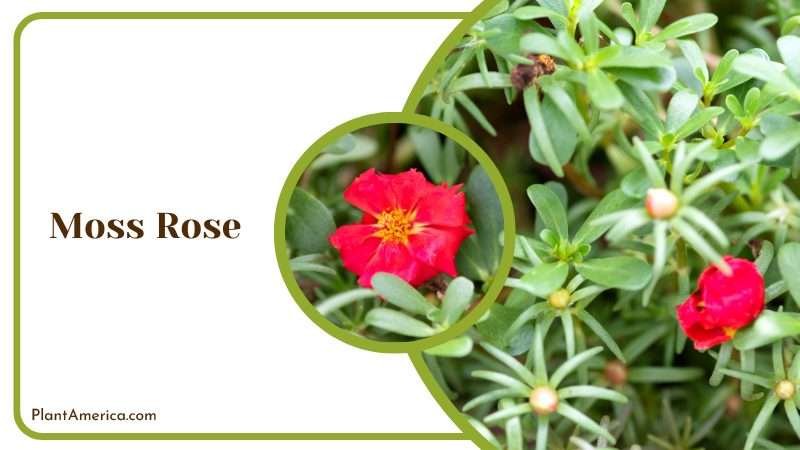 Beautiful Red Flowers of Moss Rose Plants Plant America