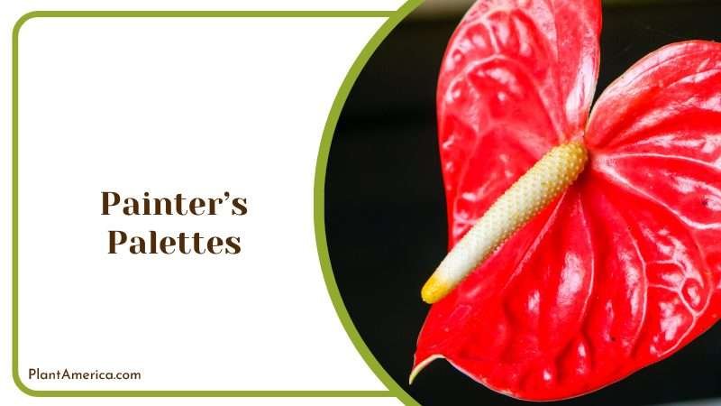 Beautiful Red Painters Palettes Flower Plant America