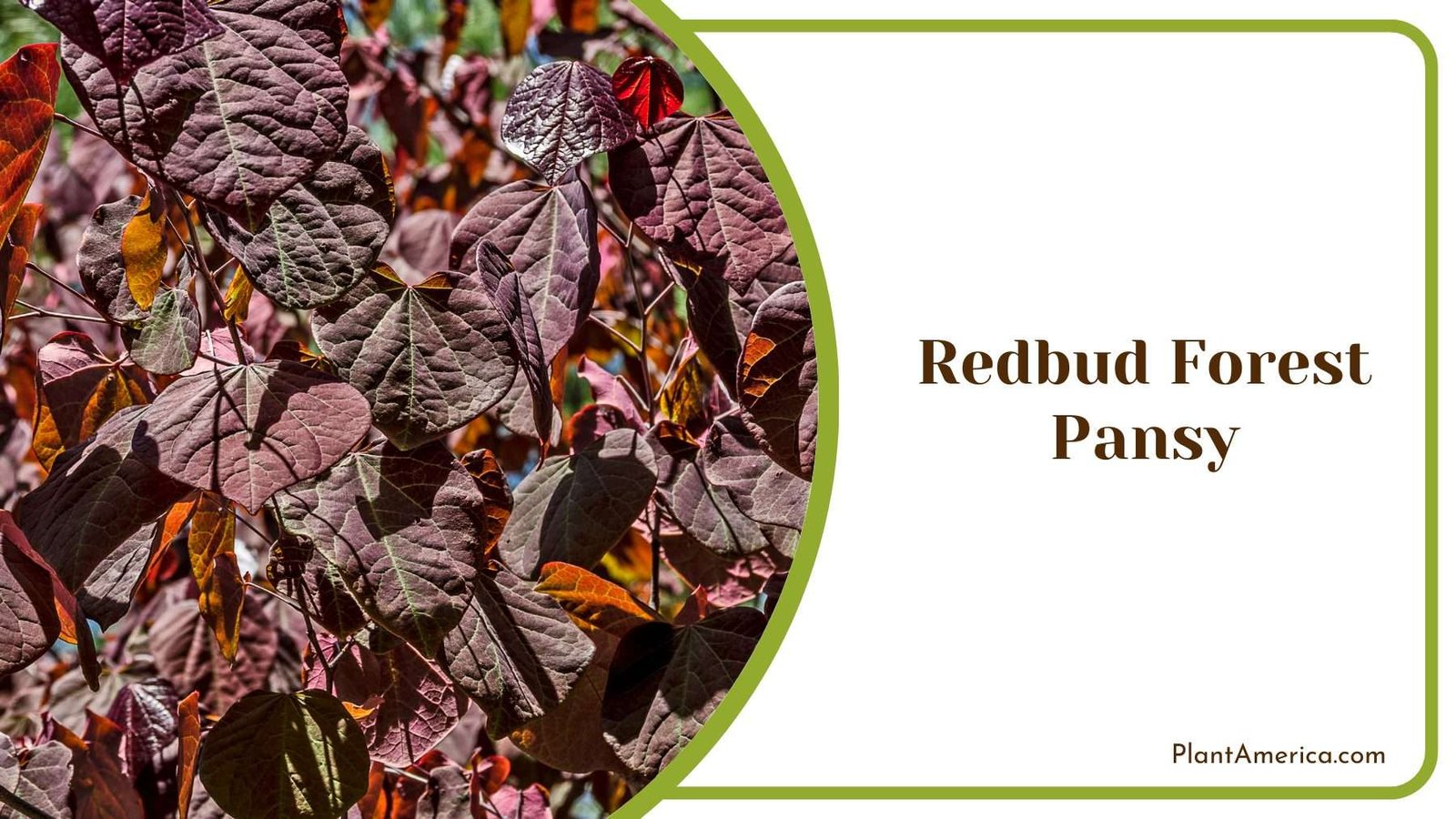 Beautiful Redbud Forest Pansy Plant Plant America