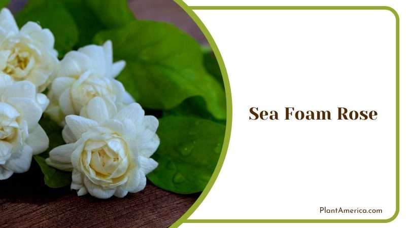Beautiful Sea Foam Rose with Leaves Plant America