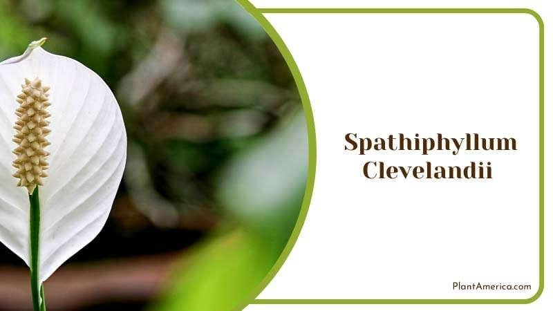 Beautiful Spathiphyllum Clevelandii PlantAmerica