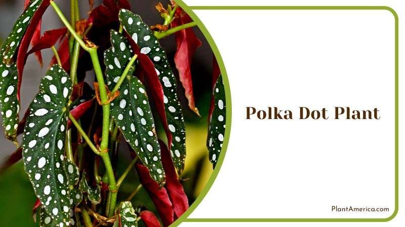 Beautiful Tropical Polka Dot Plant Plant America Beautiful Tropical Polka Dot Plant Plant America
