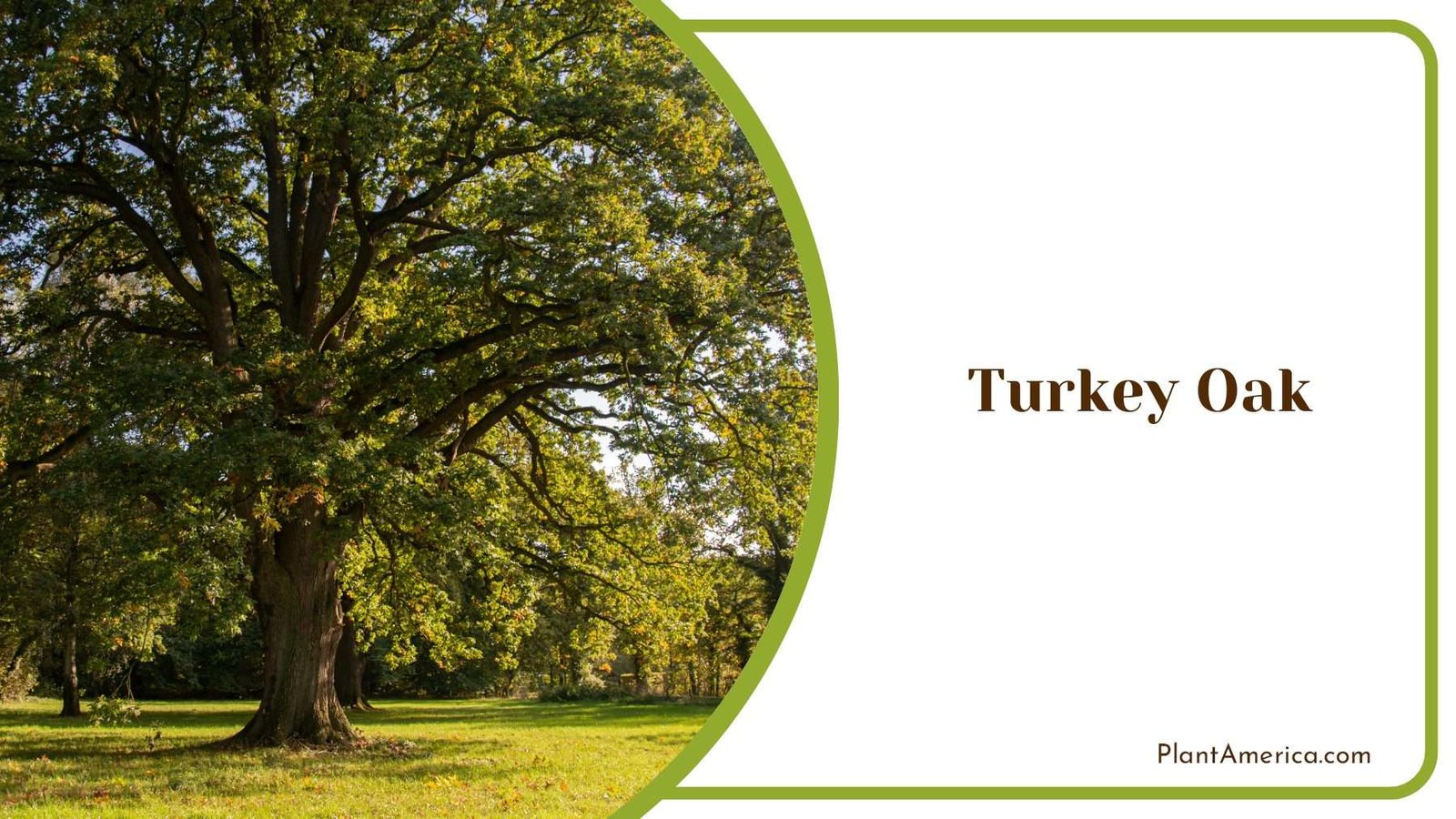 Beautiful Turkey Oak In Park Plant America