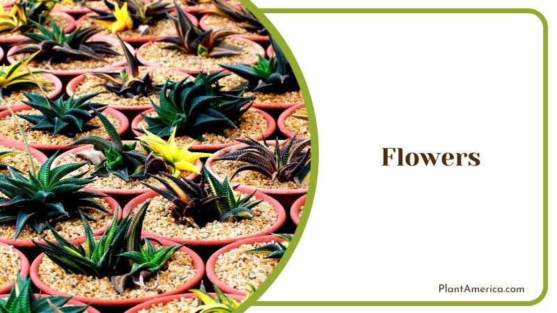 Beautiful Varieties of the Plant Plant America