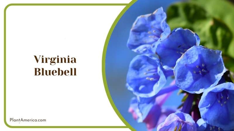 Beautiful Virginia Bluebell Flowers Plant America