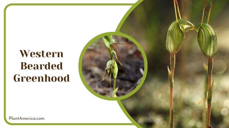Beautiful Western Bearded Greenhood Plant America