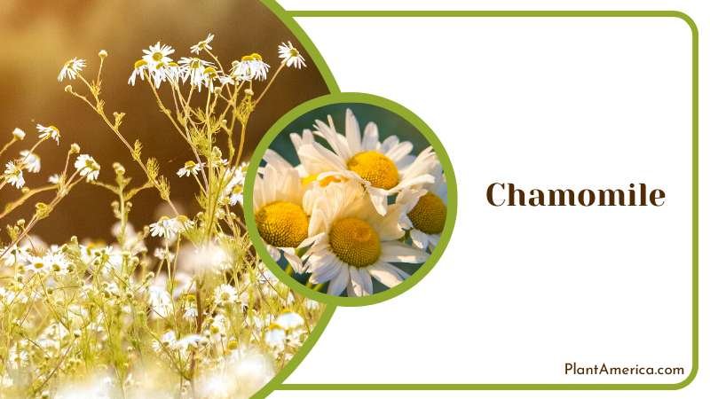 Beautiful White Chamomile Bloom Plant America
