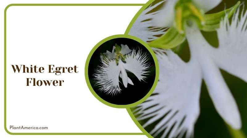 Beautiful White Egret Flowers Plant America