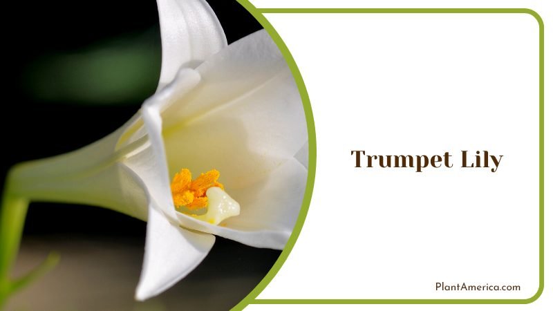 Beautiful White Trumpet Lily Plant America