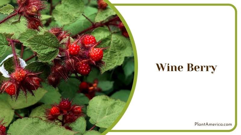 Beautiful Wine Berry Plant Plant America
