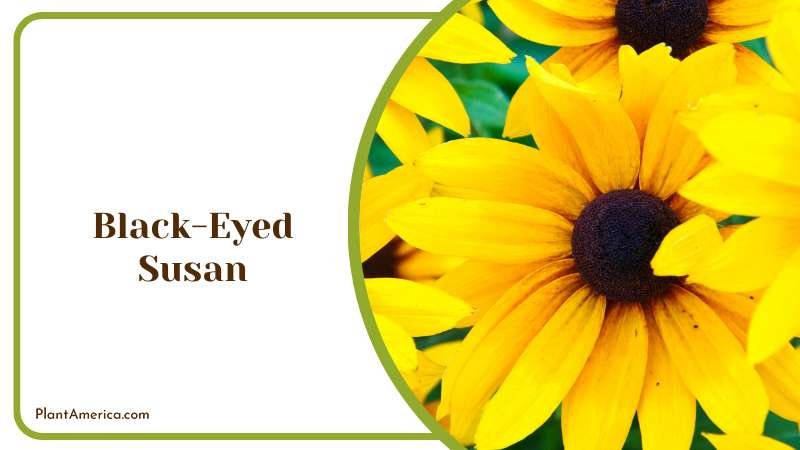 Beautiful Yellow Black Eyed Susan Plant America