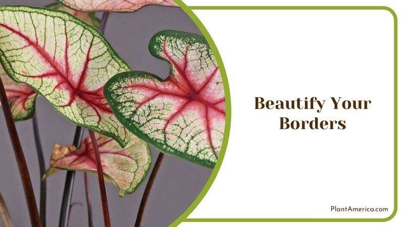 Beautify Your Borders Plant America