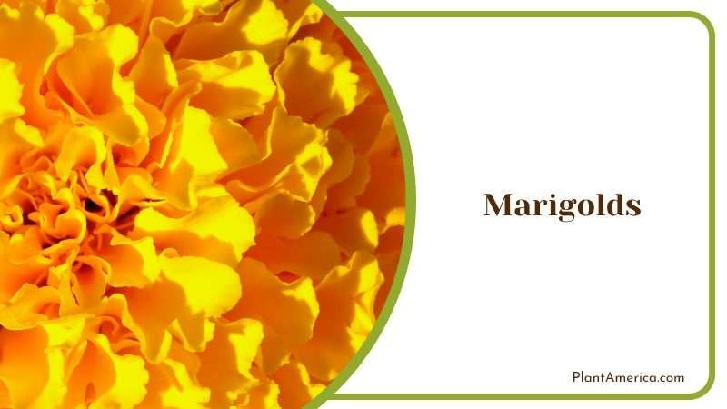Beauty Color of Marigold Flower Plant America