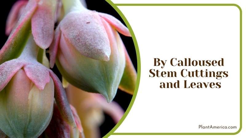Beauty and Unique Succulent Plant Plant America