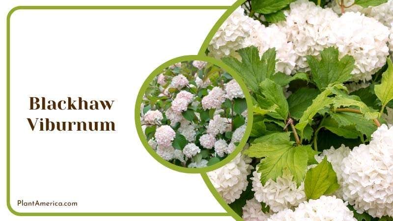 Beauty of Blackhaw Viburnum Plant America
