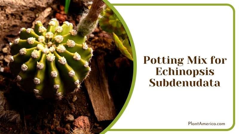 Beauty of Echinopsis Subdenudata Plant America