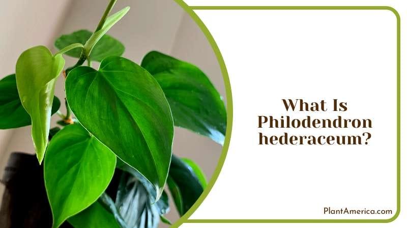 Beauty of Philodendron Hederaceum Plant America