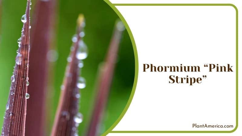 Beauty of Pink Stripes in the Garden Plant America
