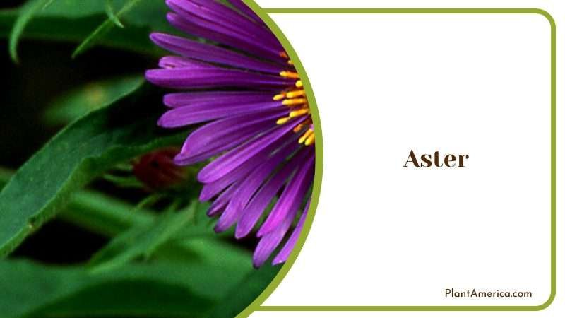 Beauty of the Aster A Garden Favorite Plant America