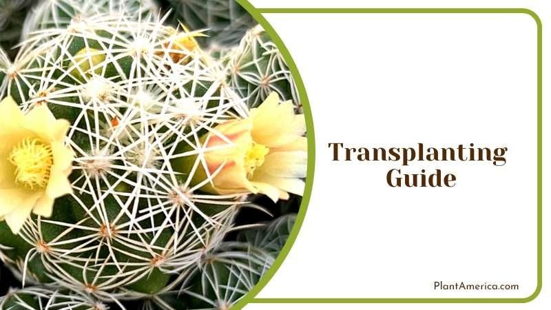 Beauty of the Desert to Your Space Plant America